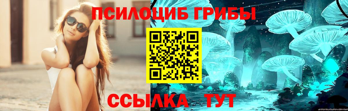 Галлюциногенные грибы Psilocybe Бор